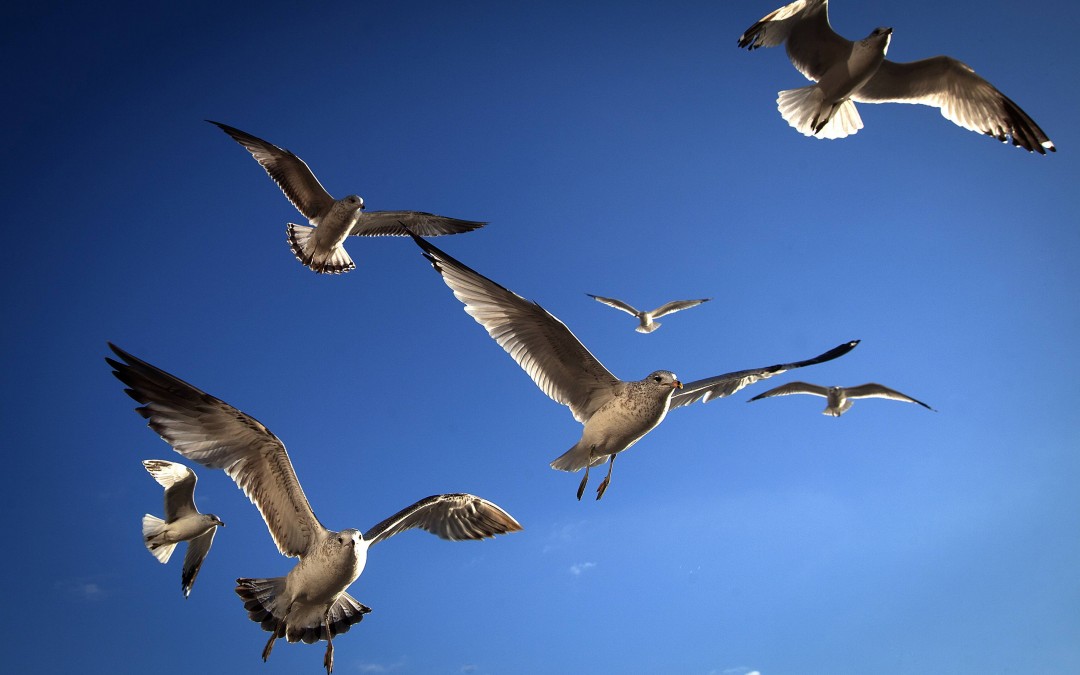 Birds Soaring Due to Climate Change… Why is this Dangerous?