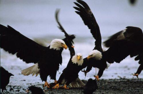 02-earth-day-46-facts-bald-eagle.adapt.590.1