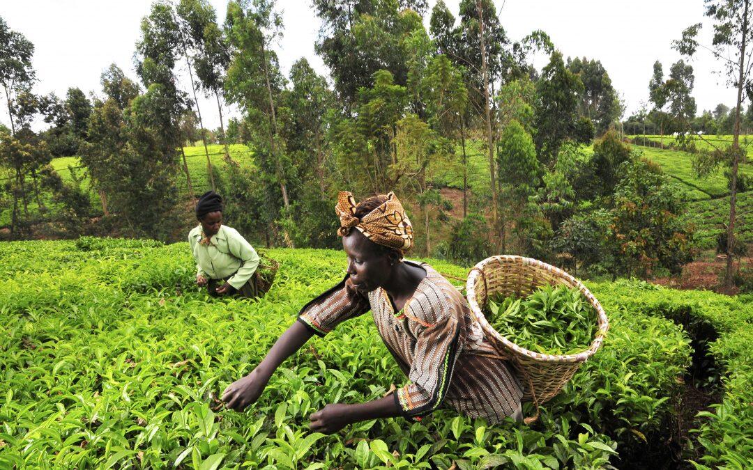 Investir dans l’agriculture afin de lutter contre le réchauffement climatique