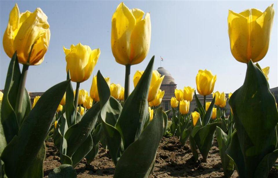 Le fleuriste qui a fait la fortune de la mafia calabraise