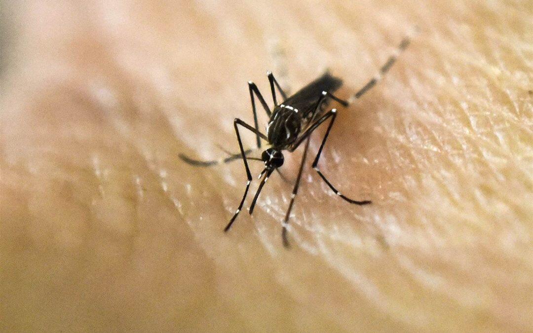 Zika, résultat de l’abandon des politiques anti-moustiques dans les années 1970