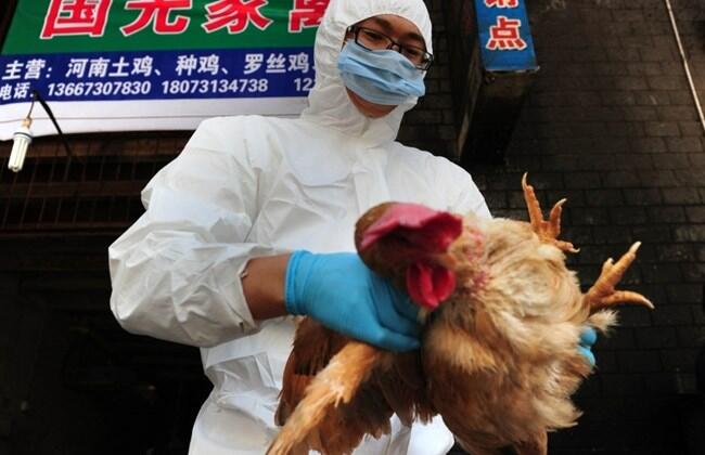 Un cas de H5N6 rapporté dans le centre de la Chine