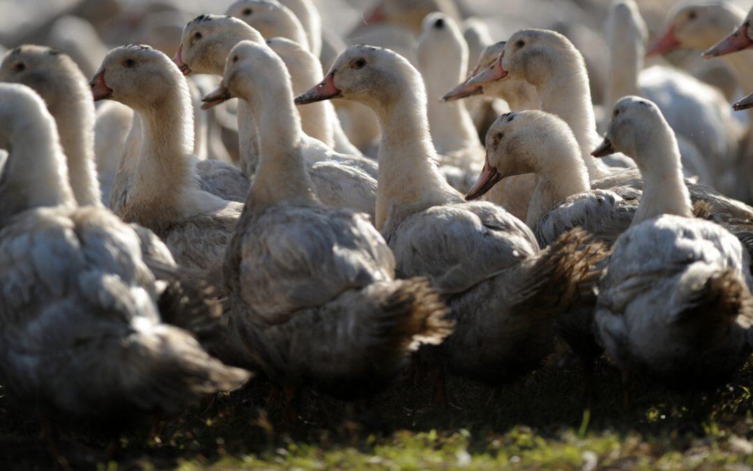 Grippe aviaire: un arrêté prépare le repeuplement des élevages de canards et d’oies