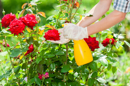 How to take care of your Roses