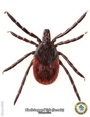 Ticks Test Positive for Lyme Disease in Charmlee Park