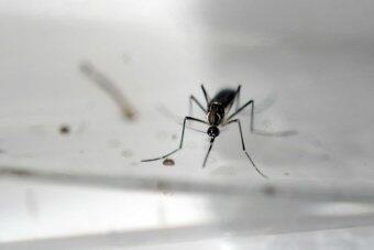 Zika: l’OMS estime possible une « augmentation significative » du nombre de cas