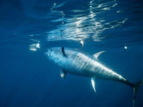 A-bluefin-tuna-eating