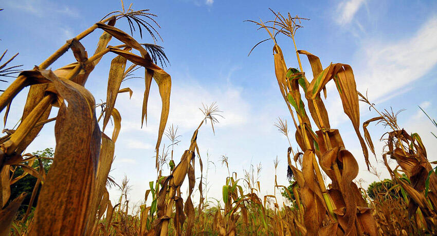 ¿El cambio climático obligará a cultivar transgénicos?