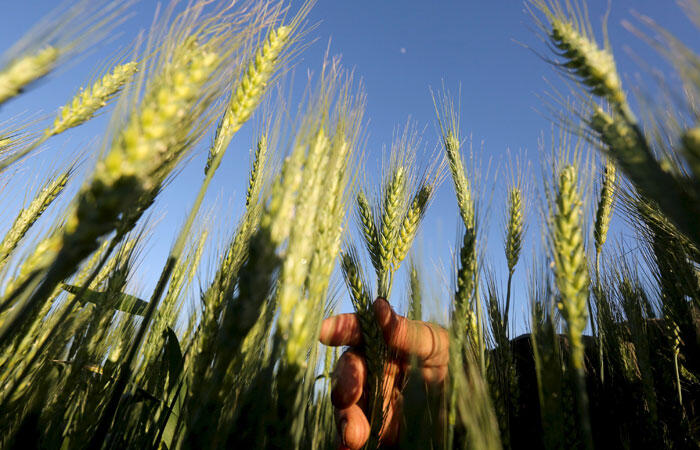 Devastating wheat fungus appears in Asia for first time