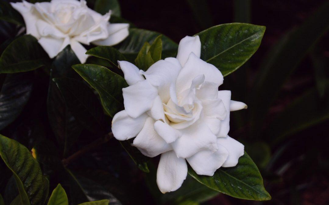 How to treat gardenia diseases