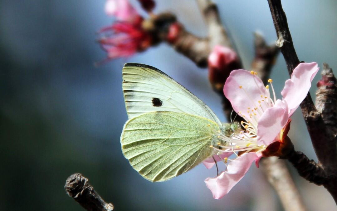 Le printemps est la fête des papillons