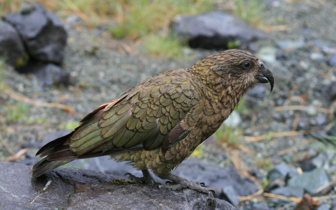 Les oiseaux insulaires pourraient-ils un jour arrêter de voler ?