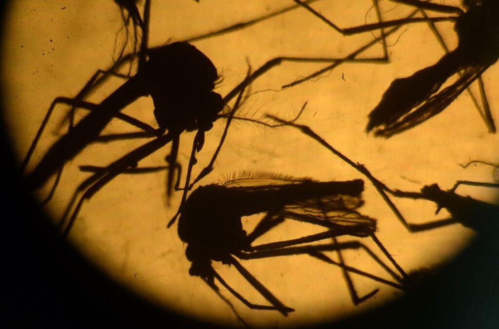 WHO warns of potential for ‘marked increase’ in Zika cases