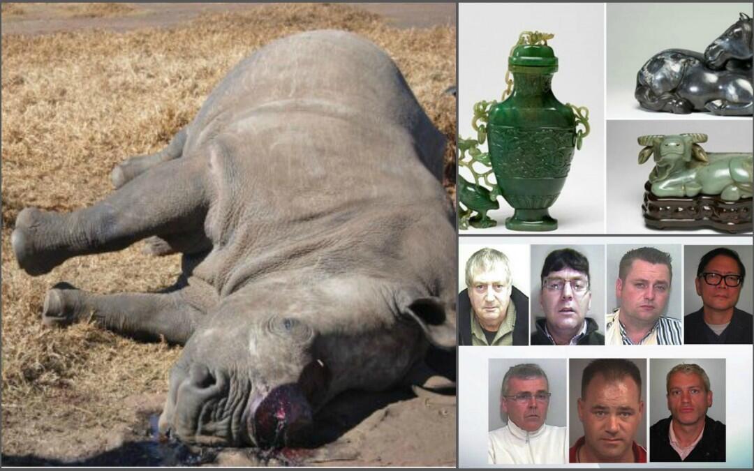 Jailed Chinese Artefacts’ Robbers Stole a “Rhino Head” before that… Can we care about the Rhino a bit more?!