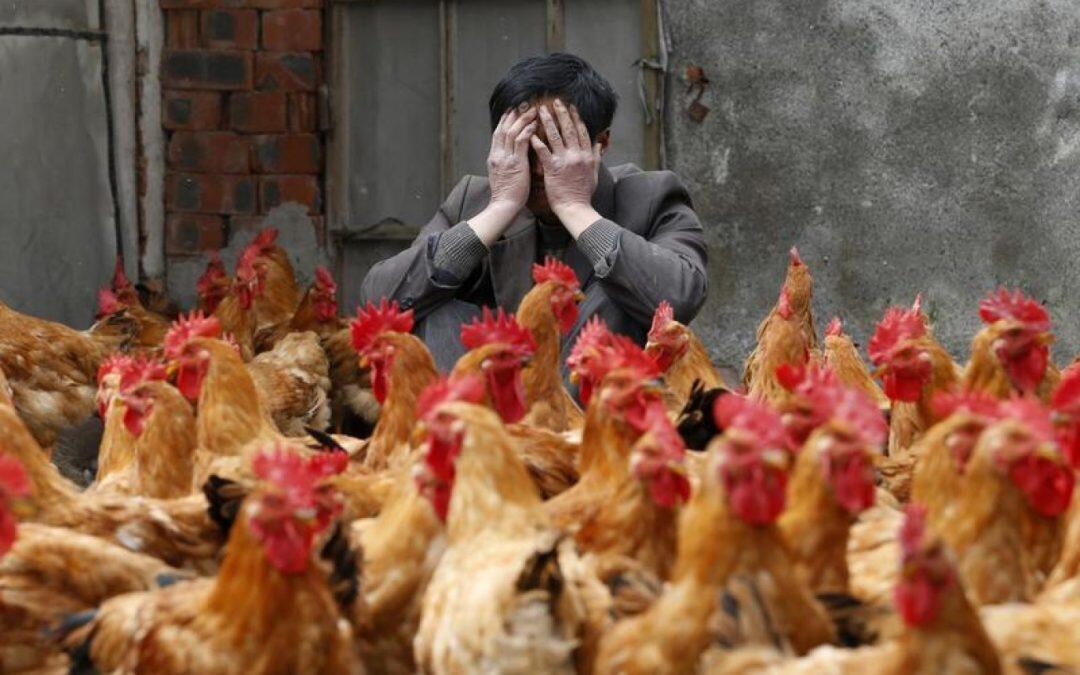 H5N1 Avian Flu Hits Lebanon… More Infections Expected