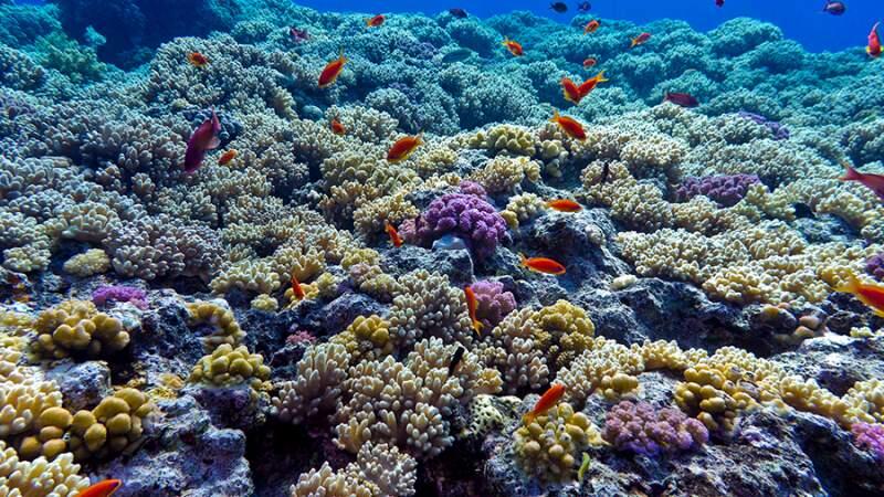 ¿Cómo eran los arrecifes de coral del Caribe antes de la llegada de los humanos?