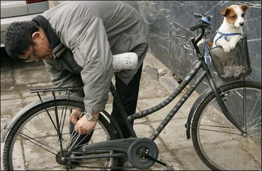 Journée de la Terre : des chinois se mettent au vélo !