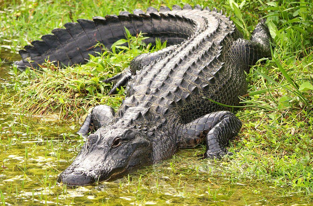 En Floride, un alligator en mange un autre