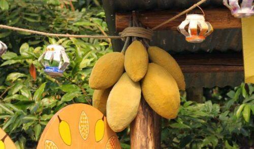 baobab-fruit-2