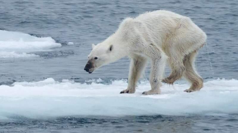 Cómo el calentamiento global está cambiando el Reino Salvaje