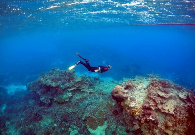 Heat kills: Global warming surge may rout Great Barrier Reef’s natural defenses