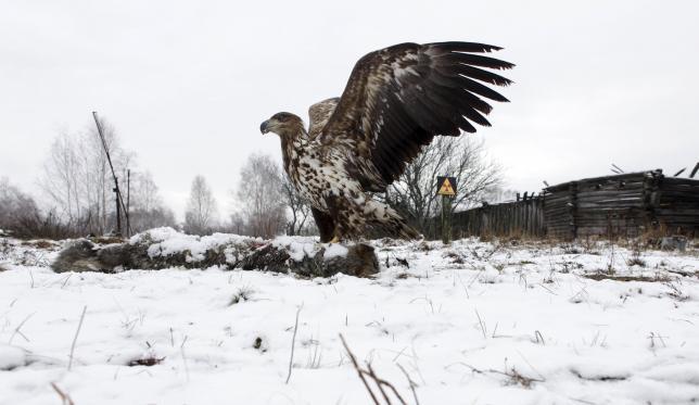 Chernobyl: 30 Years On…