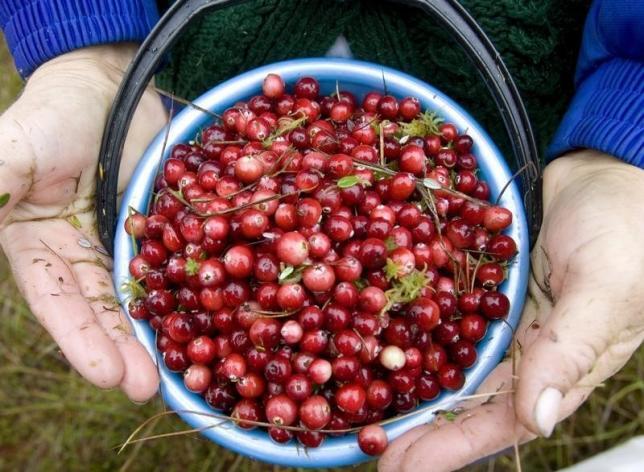 Not all cranberry supplements prevent urinary tract infections