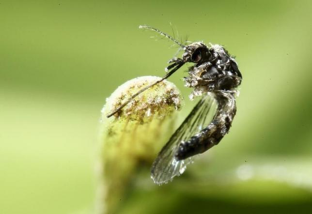 White House urges Congress to move on Zika funding