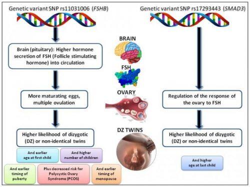 genetics