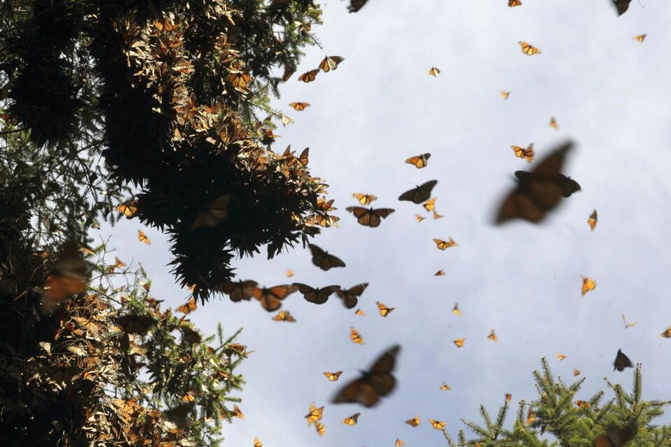 How do Butterflies Control Their Flight?