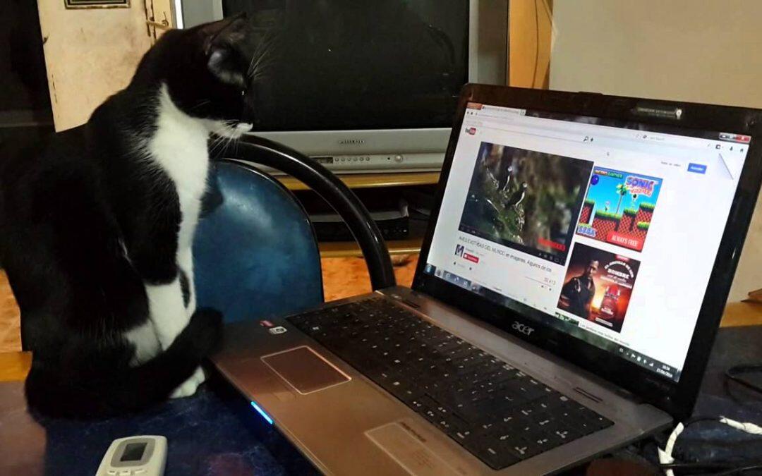 La vie des chats influencée par la technologie