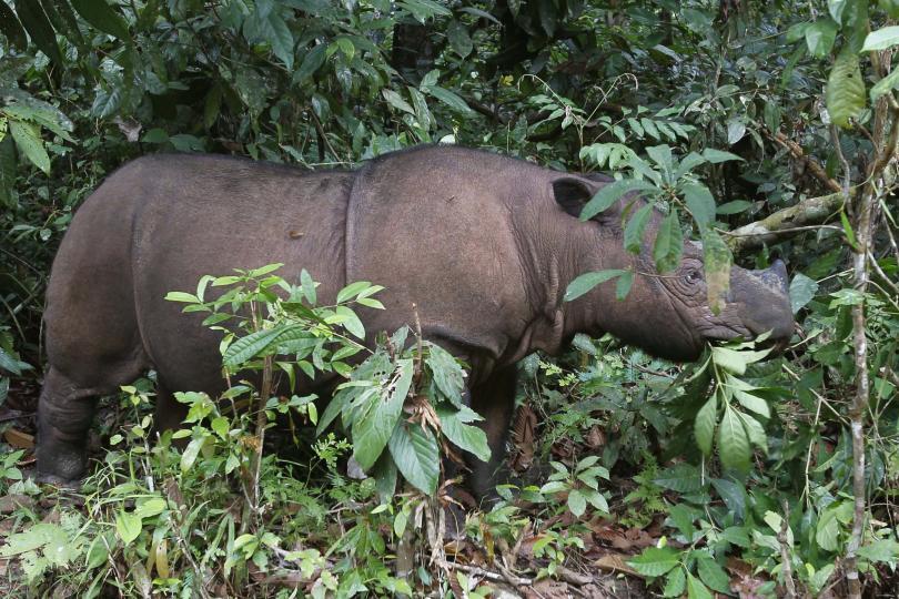 Sumatran Rhinoceros Not Extinct… That’s what Happened Weeks After Landmark Discovery