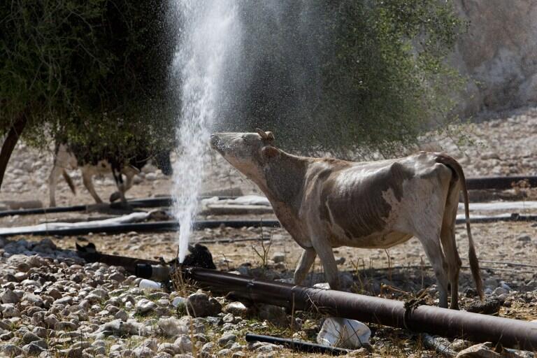 AFP PHOTO / MENAHEM KAHANA