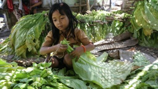 Indonésie: des milliers d’enfants employés dans les plantations de tabac