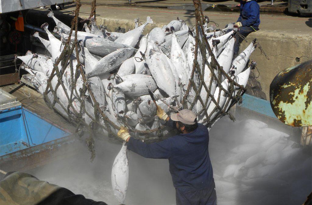 La FAO met en garde contre la surconsommation des poissons