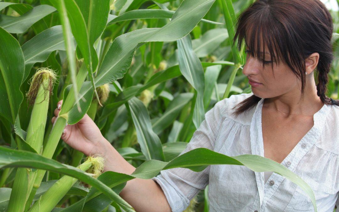 L’agriculture pour garantir la sécurité alimentaire et protéger les moyens de subsistance