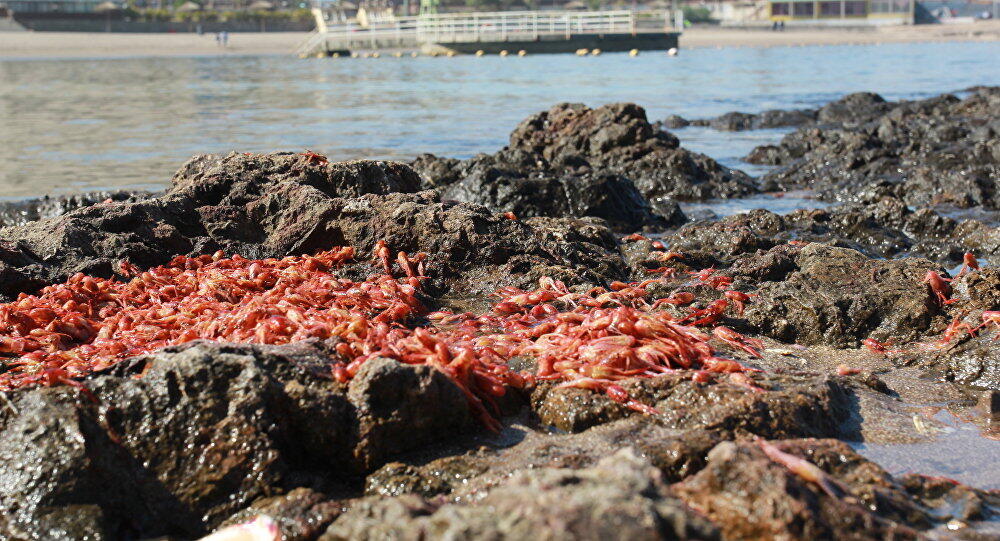 Aparecen más peces muertos en el Sur de Chile