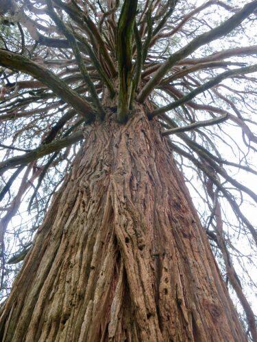 13-incense-cedar-tree-in-diamond-springs-ca