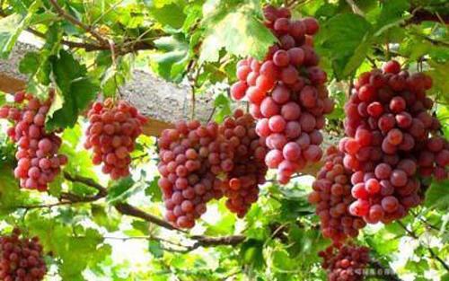 Perdez du poids a l’aide de ce fruit