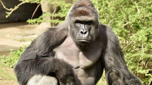 Outrage after gorilla Harambe killed to save boy at Ohio zoo