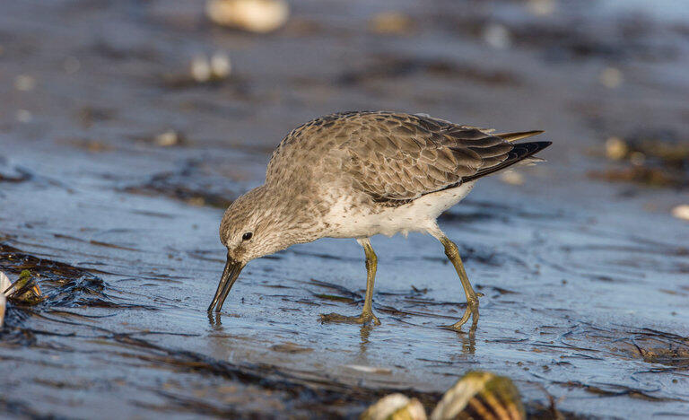 Red Knots Shrinking due to Climate Change