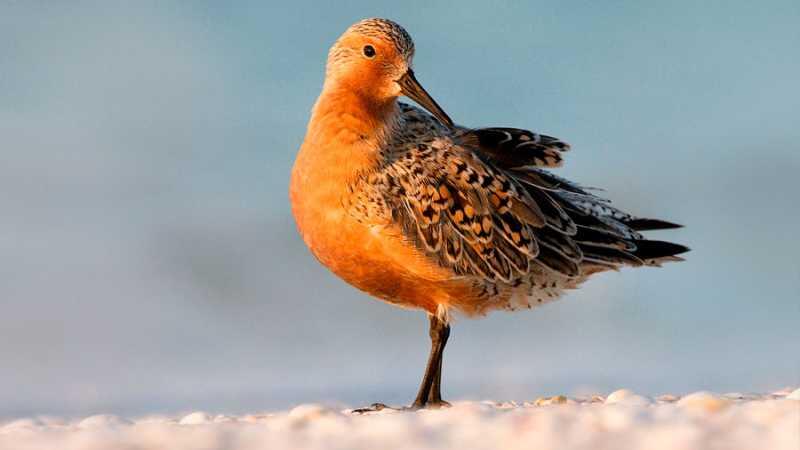 La tragedia del pájaro que reduce su tamaño y capacidad por el cambio climático