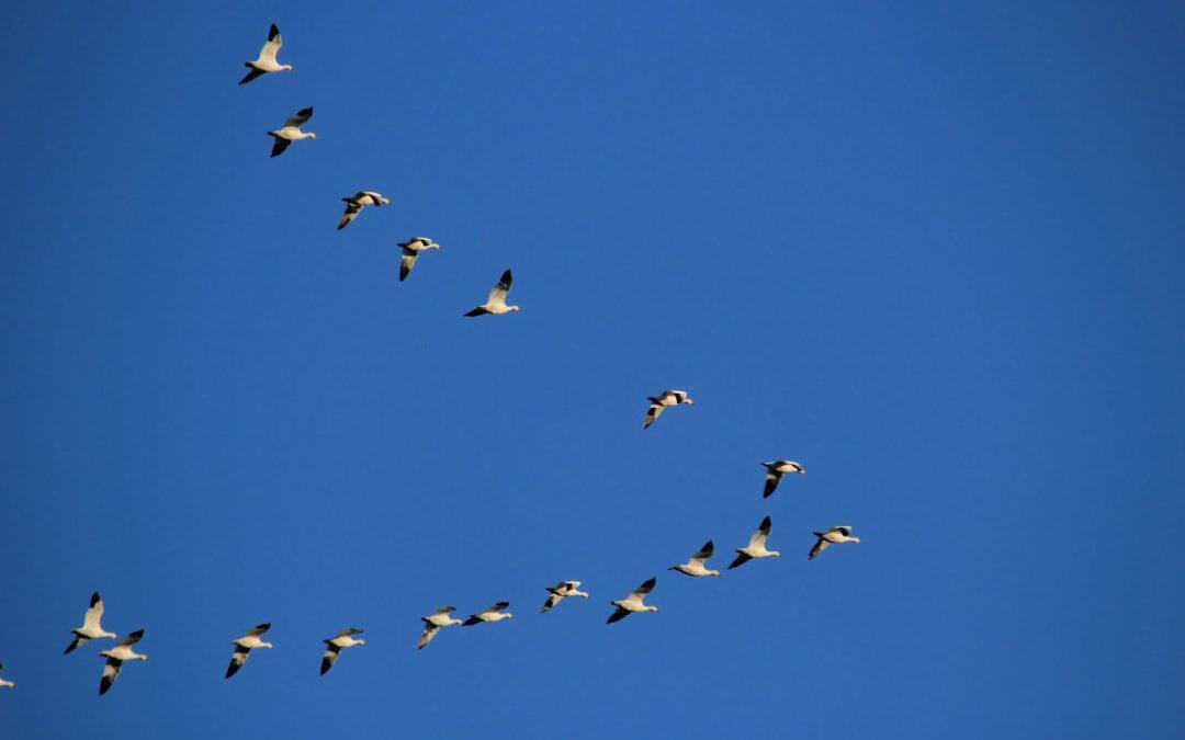 Las aves migratorias