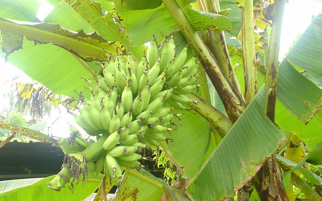 El plátano no es considerado un árbol, sino una hierba gigante.