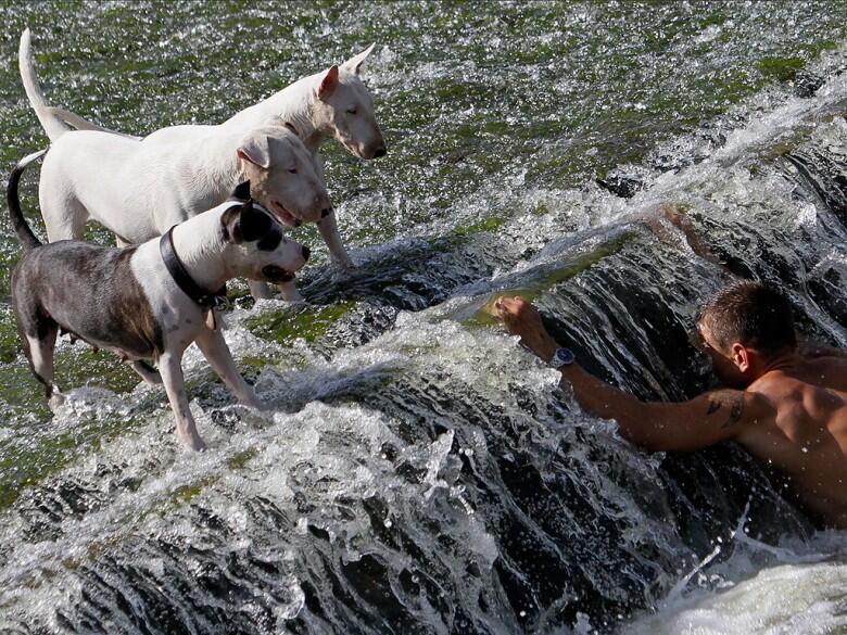 Keep your dog cool in this hot weather