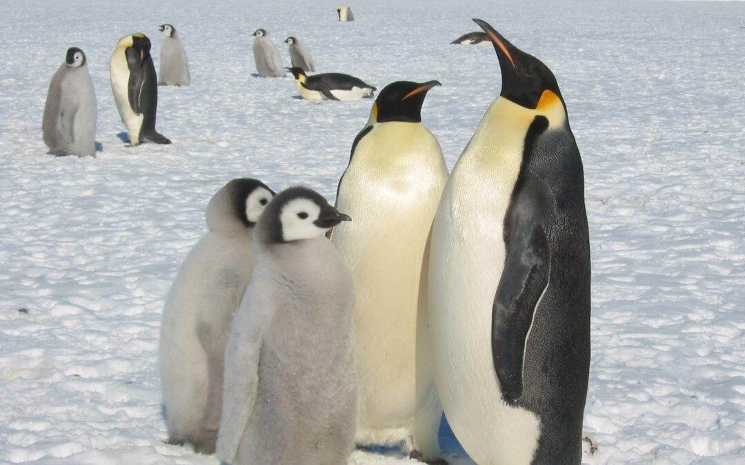 Penguins are Disappearing