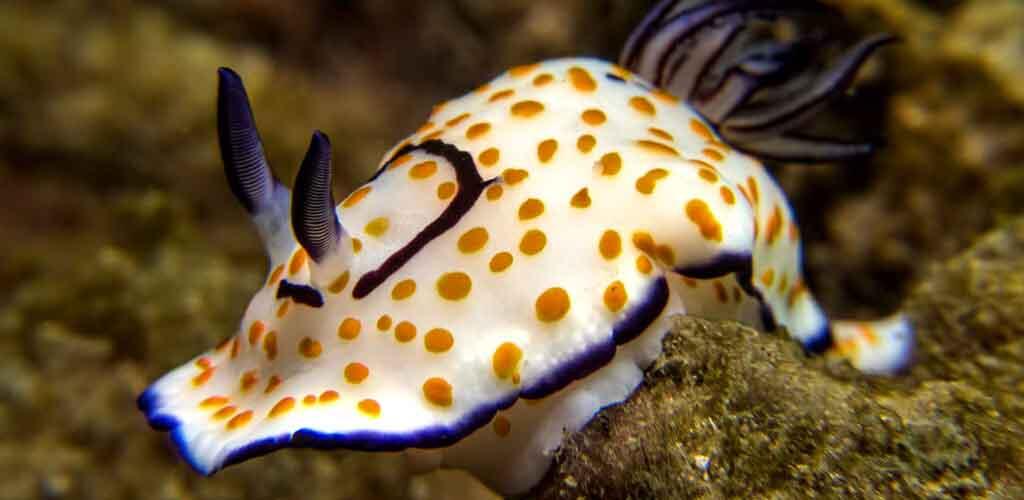 “Sea Slug”… a new creature on Tyre Sea Shore