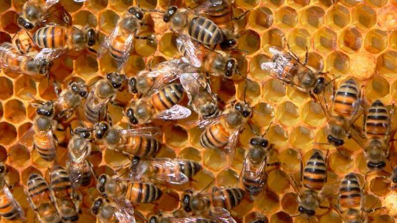 Científicos canadienses luchan contra la desaparición de las abejas