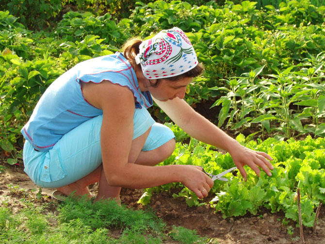 Growing your own organic garden