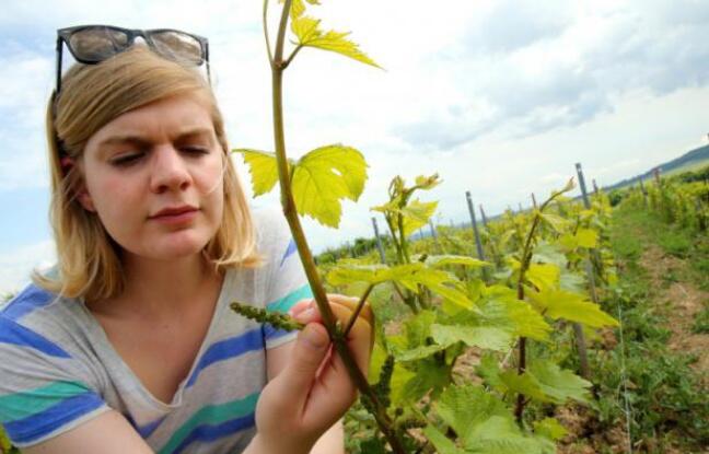 Face au changement climatique, la Champagne invente les cépages du futur